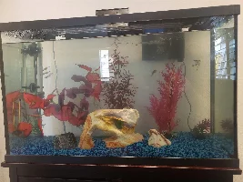 Angel fish acting weird