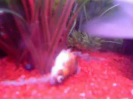 Please Help My Favourite Fish Is Dying!