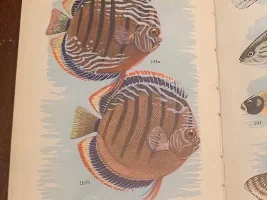 Guyana and Sri Lanka