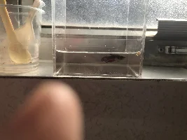 Betta Clear Fins?!?!