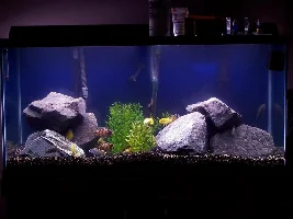 Re-doing 3 tanks.