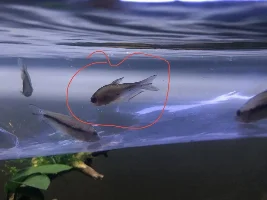 Rainbow tetra lopsided and breathing fast and floating on surface