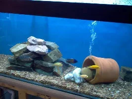 My New 115 Gallon Malawi Tank
