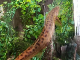 Looking for large beds for my loach