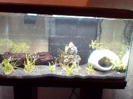 Not enough time for a fishless cycle