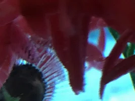 Guppy with a white lump on fin