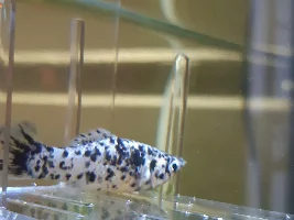 Sick dalmation molly