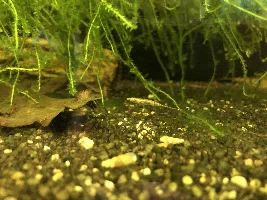Shrimp tank in the home office