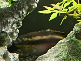 What is this fish?