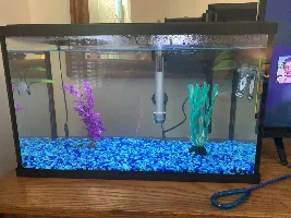 Sick betta need help identifying illness