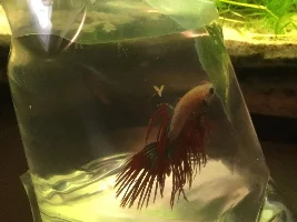 My new betta!!