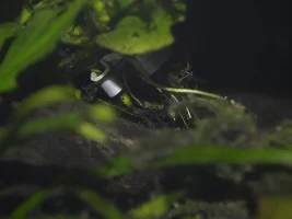 60L Daisy's Ricefish Tank