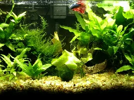 Is This Lymphocystis?