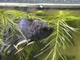 What is on my halfmoon betta’s head?