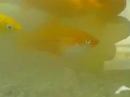 Male Swordtail Ignoring Female