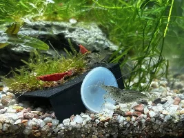 There's a red splotch on shrimp. I'm worried.