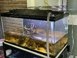 Blackwater aquarium questions