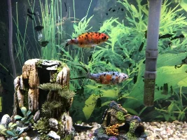 Goldfish laying at bottom of tank