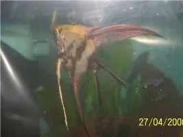 New L014 Plec And Angelfish