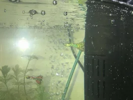 Newby help please!!!