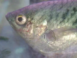 Afraid For My Gouramis !