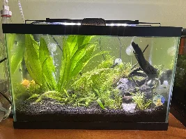 Seeking Advice for Lethargic Male Betta Fish in Distress