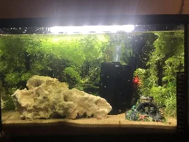 Got any pictures of your cold-water plants?