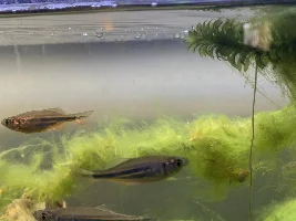 No Giant Danio Fry
