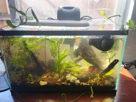 VOTE NOW: March 2026 Tank of the Month Contest (16 US gallons and smaller)