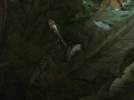 Breeding/Raising Bristlenose Plecos