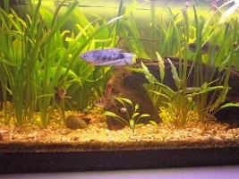 My Big Blues