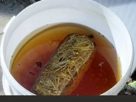 it's been a good summer for  cultivating mosquito larvae