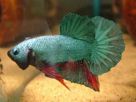 Is this betta a dragonscale?