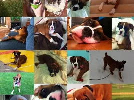 What Breed Is Your Dog?