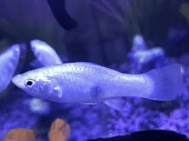 molly fish
