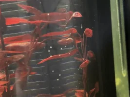 Fish babies?