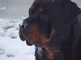 SNOW DAYZ