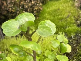 30g Lake Inle Aquaponic Biotope