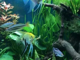 Lunar's 'New' Tank