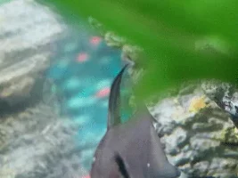 What’s wrong with my fish