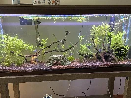 55g EBAs and Angels
