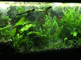 Need help identifying a couple plants