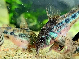 Cories, lots of cories.