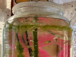 Cookie Jar, Pickle Jar or TK Maxx Vase as an Aquarium?!