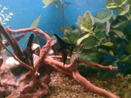My 5 Foot Community Aquarium