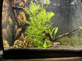 Fluval Flex 15 gallon build thread