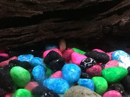 Silvertip Tetra- Behaviour question