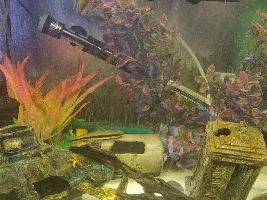 Clown loach is Hiding