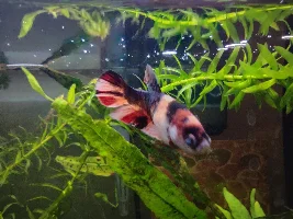 Betta has cloudy eyes