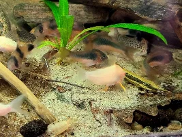 Cories, lots of cories.